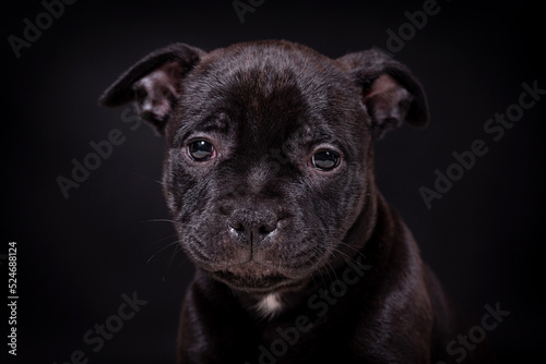 portrait of the Staffordshire Bull Terrier Dog Puppy