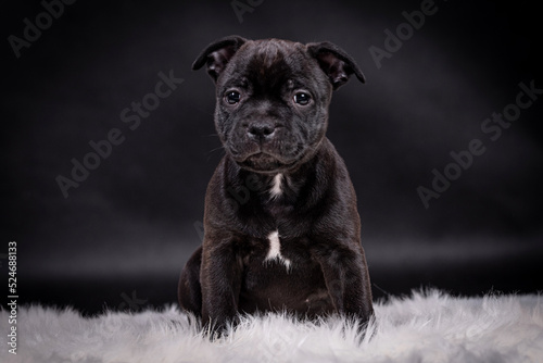 portrait of the Staffordshire Bull Terrier Dog Puppy