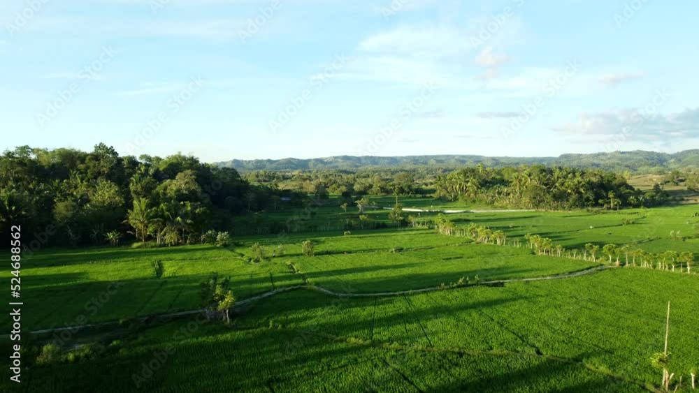 Aerial view of rice fields, Aceh, Indonesia. Aerial view of rice fields, Aceh, Indonesia.