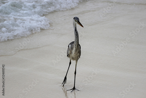 Grey heron bird maldives photo