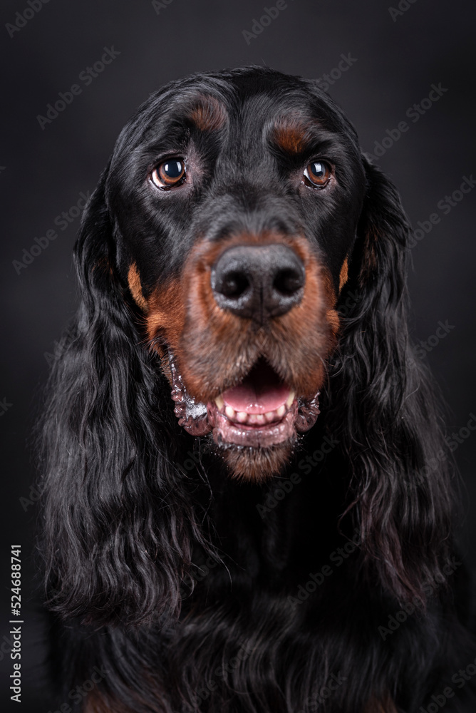 The portrait of Young Gordon Setter Dog