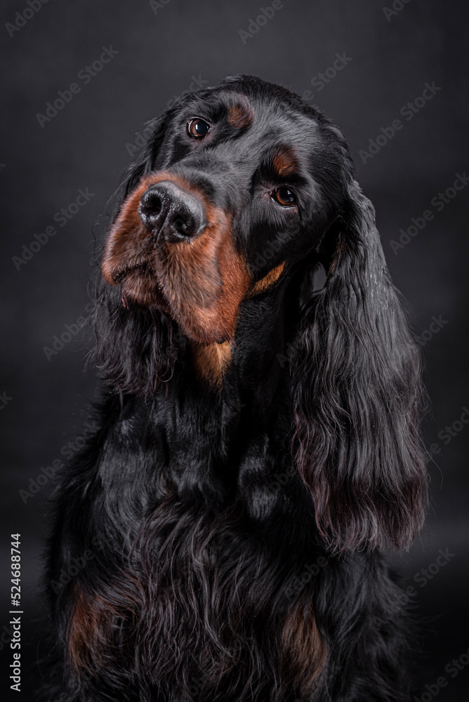 The portrait of Young Gordon Setter Dog The portrait of Young Gordon Setter Dog