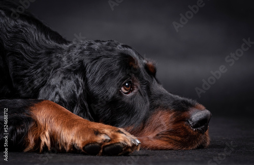 The portrait of Young Gordon Setter Dog