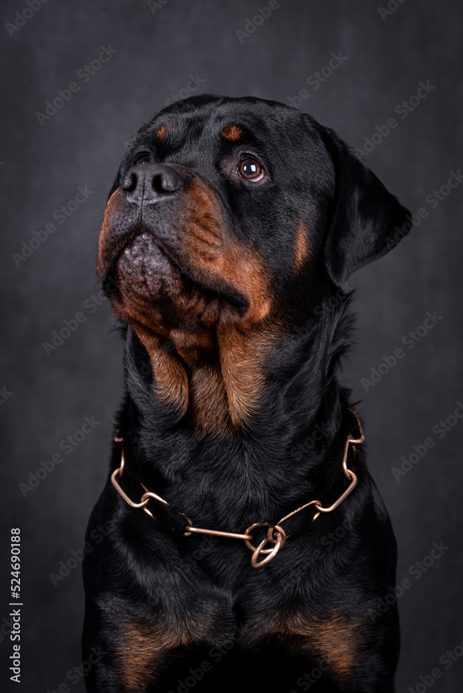 Obraz premium portrait of the happy Rottweiler Dog