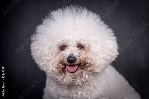 portrait of the Bichon Frise Dog © angloma
