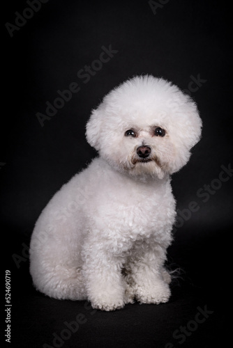 portrait of the Bichon Frise Dog