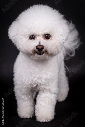 portrait of the Bichon Frise Dog