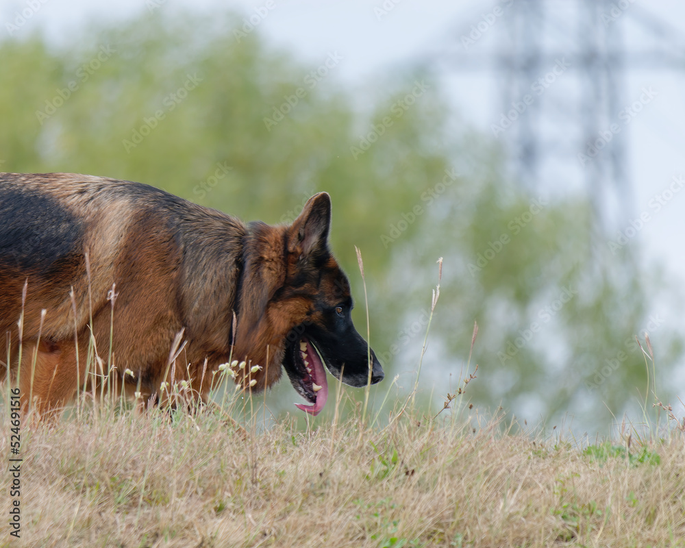 Portrait of a German Shepherd walking among the grass Portrait of a German Shepherd walking among the grass