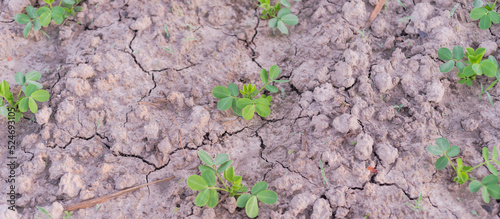 Panorama top view young seedlings of peanut plants growing on clay soil on traditional farm land in countryside Vietnam