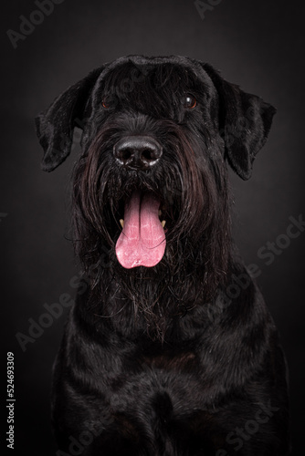 The portrait of black Giant Schnauzer Dog