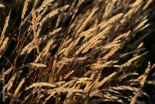 Beautiful soft focused grasses and seidges on beautiful sunny day. Spikelet flowers wild meadow plants. Sweet vernal grass (Anthoxanthum odoratum) and common bent (Agrostis capillaris) in a hay meadow