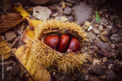 Fresh autumn chestnuts with hedgehogs fallen from the tree on the forest ground in autumn. Parco Nazionale delle foreste casentinesi, Tuscany - Italy