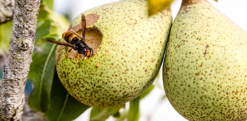 Frelon asiatique, Vespa velutina, se nourrissant d'un fruit lors d'une canicule estivale, qui modifie son régime alimentaire
