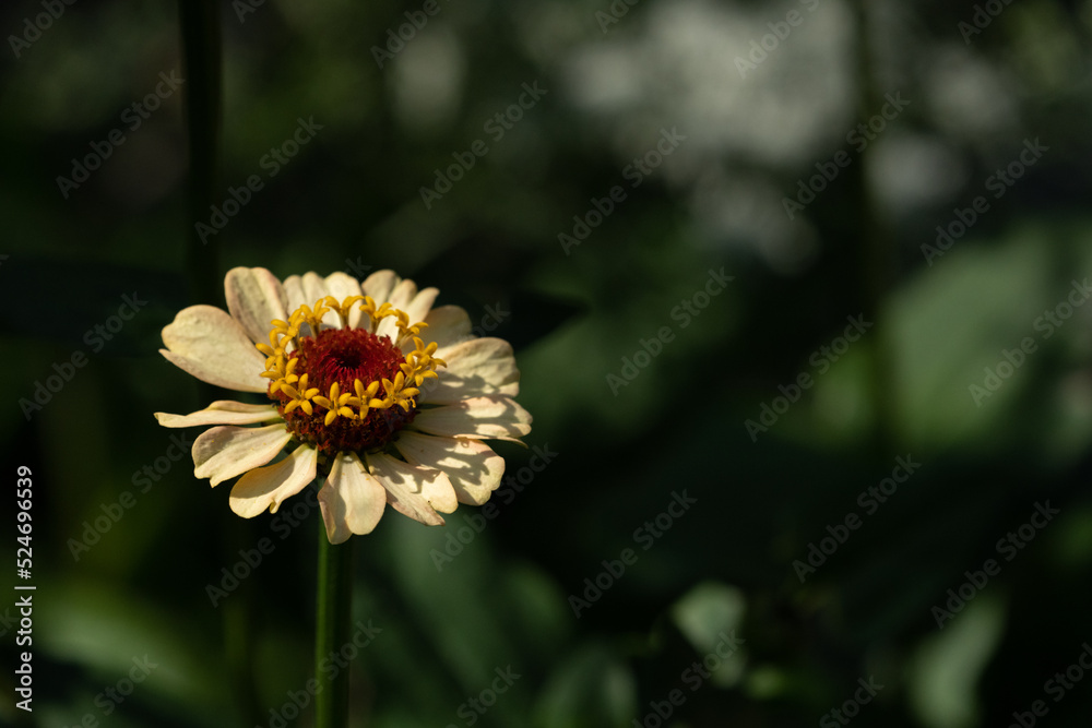 Obraz premium Zinnia flower
