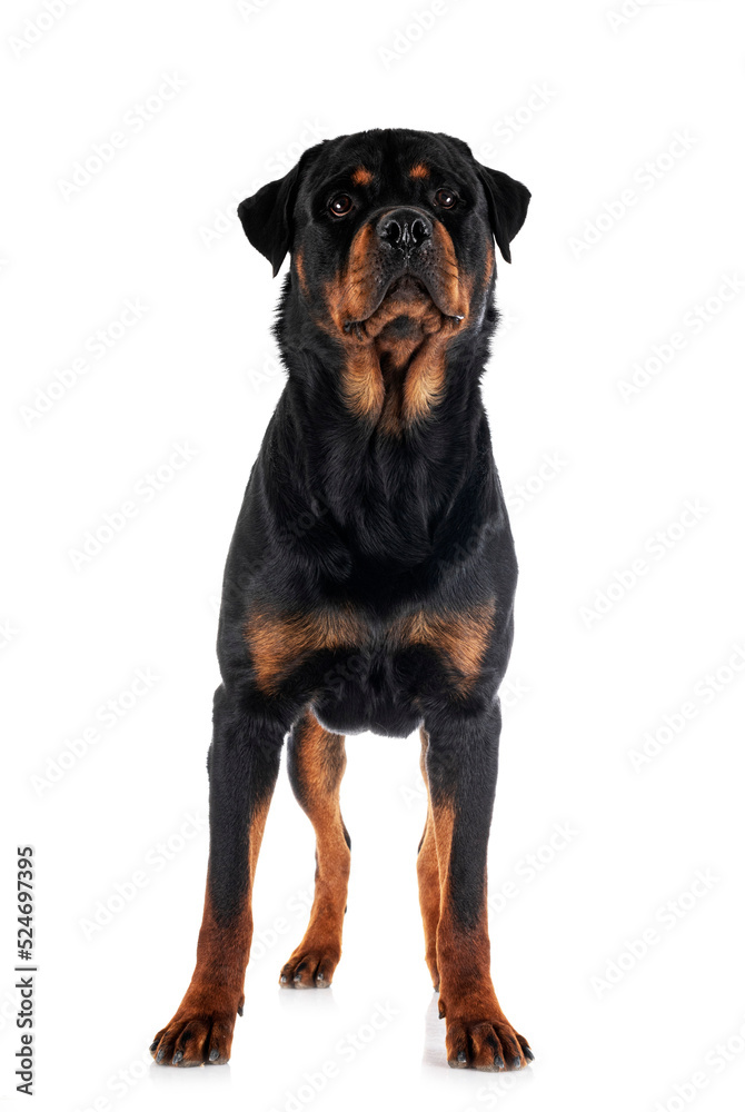 rottweiler in studio rottweiler in studio