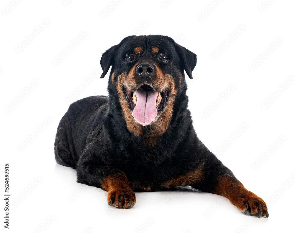 Fototapeta premium old rottweiler in studio