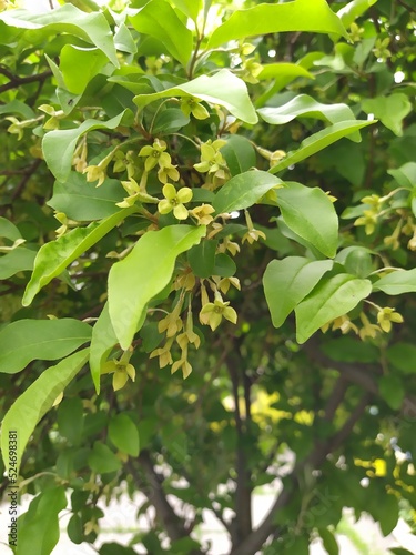Flowering of small flowers goof many-flowered against the background of foliage, gumi