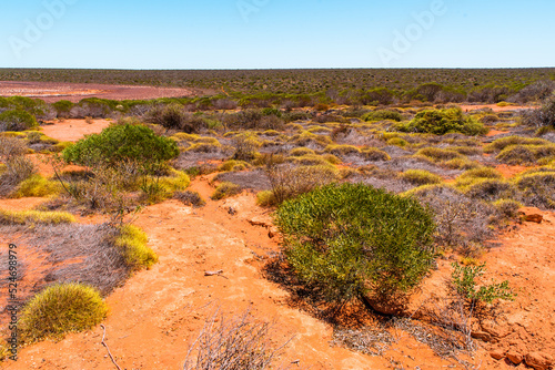 Australian bushland landscape with green shrubs. Drought tolerant plants growing in arid, dry climate