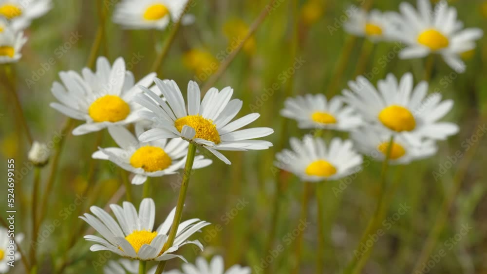 The field of daisy flowers in the garden with the flowers waving on the breeze of the wind in Estonia The field of daisy flowers in the garden with the flowers waving on the breeze of the wind in Estonia