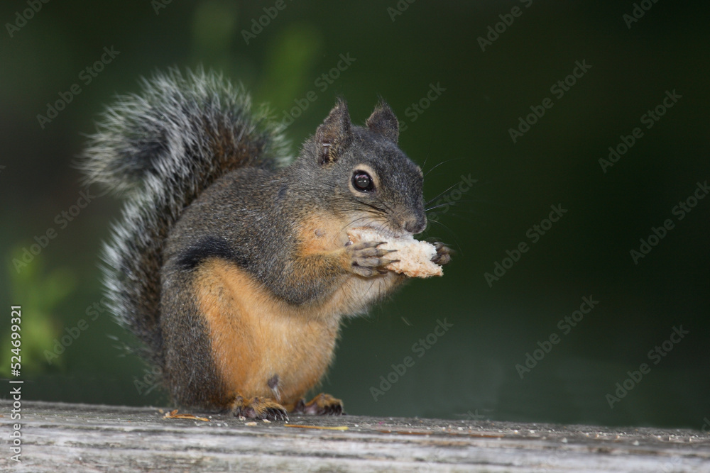 Westliches Grauhörnchen / Western gray squirrel / Sciurus griseus Westliches Grauhörnchen / Western gray squirrel / Sciurus griseus