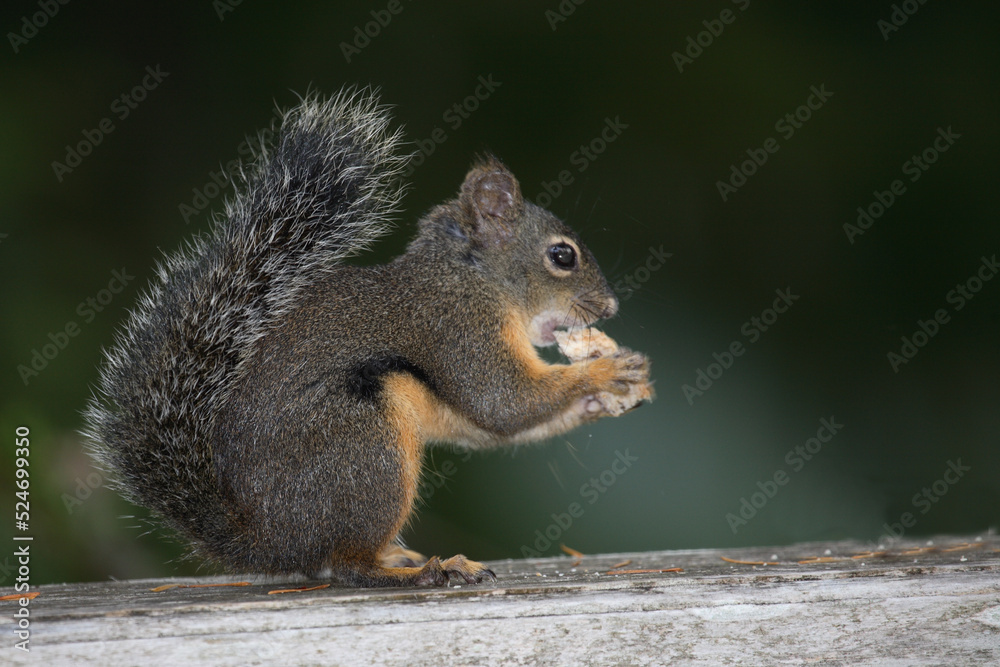 Westliches Grauhörnchen / Western gray squirrel / Sciurus griseus Westliches Grauhörnchen / Western gray squirrel / Sciurus griseus