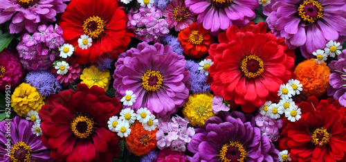 Floral background, top view. Various red and purple garden flowers.