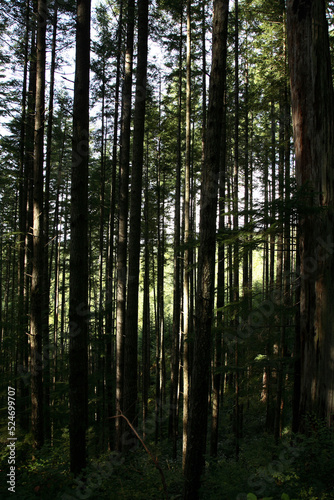 Küstenregenwald - Sunshine Coast - Kanada / Coastal Rainforest - Sunshine Coast - Canada /