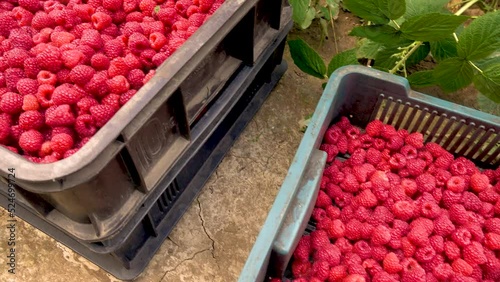Fresh red raspberries in boxes. Collection of red raspberries in boxes. The concept of agriculture, farming, food, fruits and berries. Camera movement.