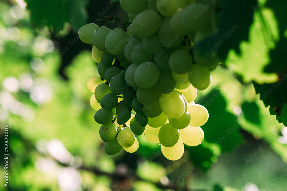 White grapes on the vine. Vineyard in the sun White grapes on the vine. Vineyard in the sun