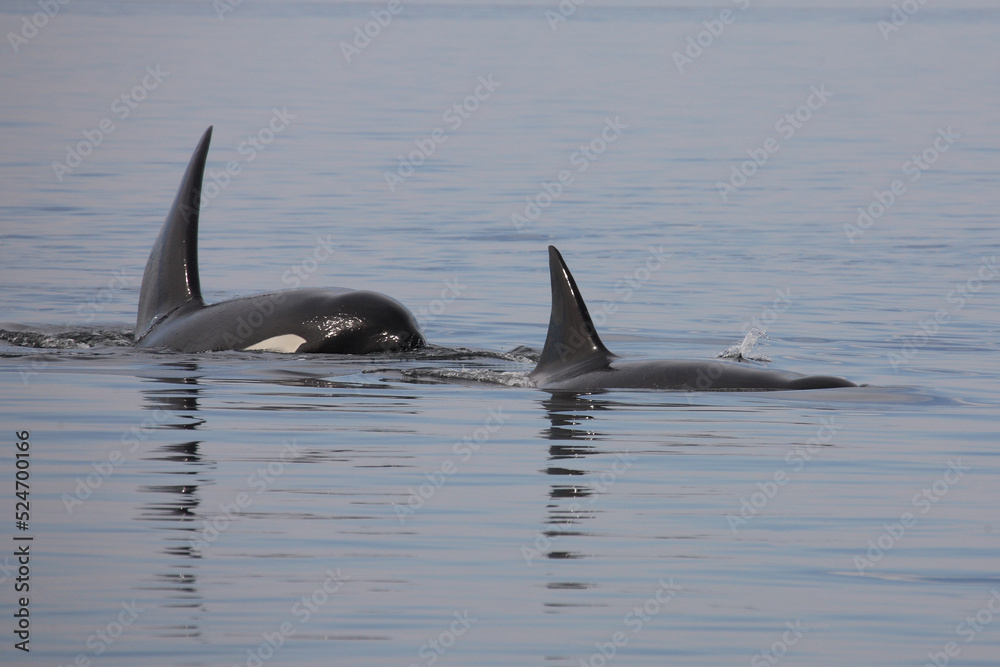 Fototapeta premium Schwertwal - Orca / Killer whale / Orcinus orca