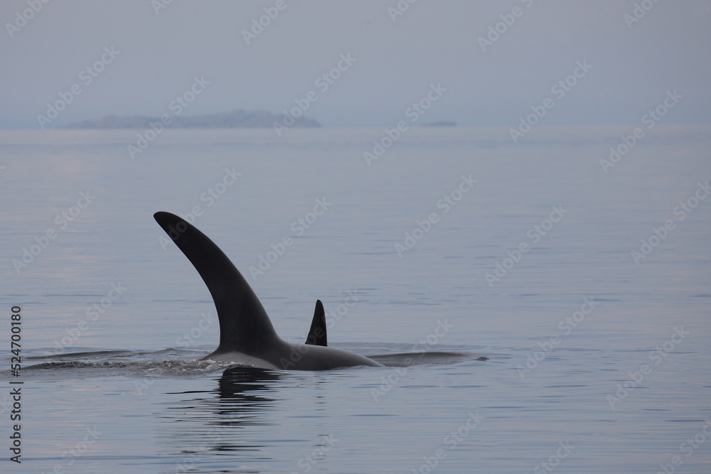 Fototapeta premium Schwertwal - Orca / Killer whale / Orcinus orca