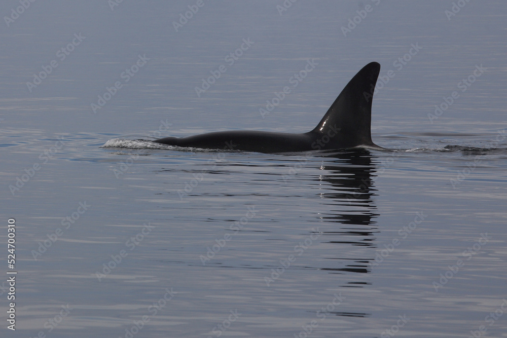 Fototapeta premium Schwertwal - Orca / Killer whale / Orcinus orca