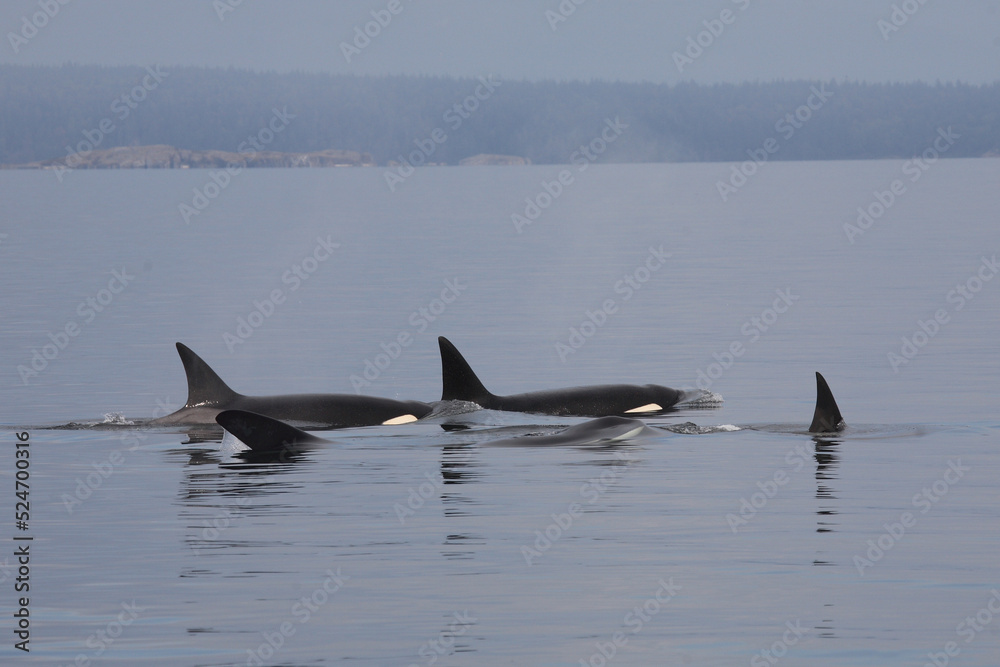Fototapeta premium Schwertwal - Orca / Killer whale / Orcinus orca