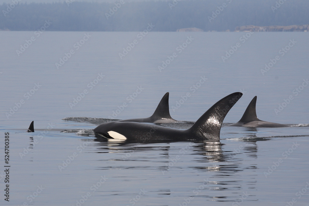 Fototapeta premium Schwertwal - Orca / Killer whale / Orcinus orca