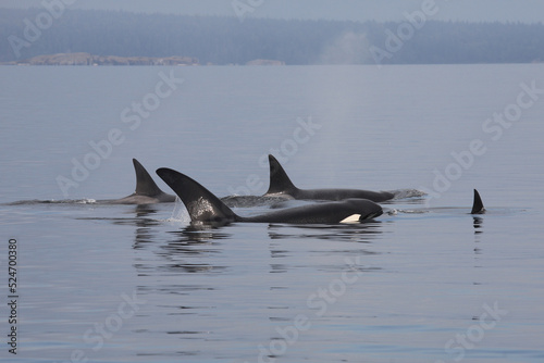 Schwertwal - Orca   Killer whale   Orcinus orca