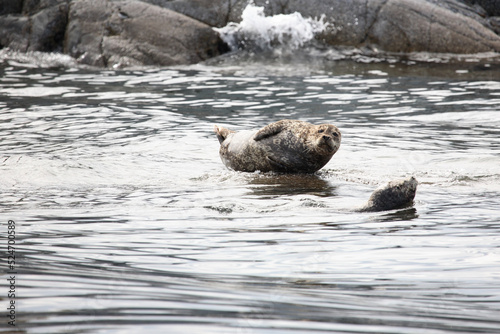 Seehund / Harbour Seal / Phoca vitulina .