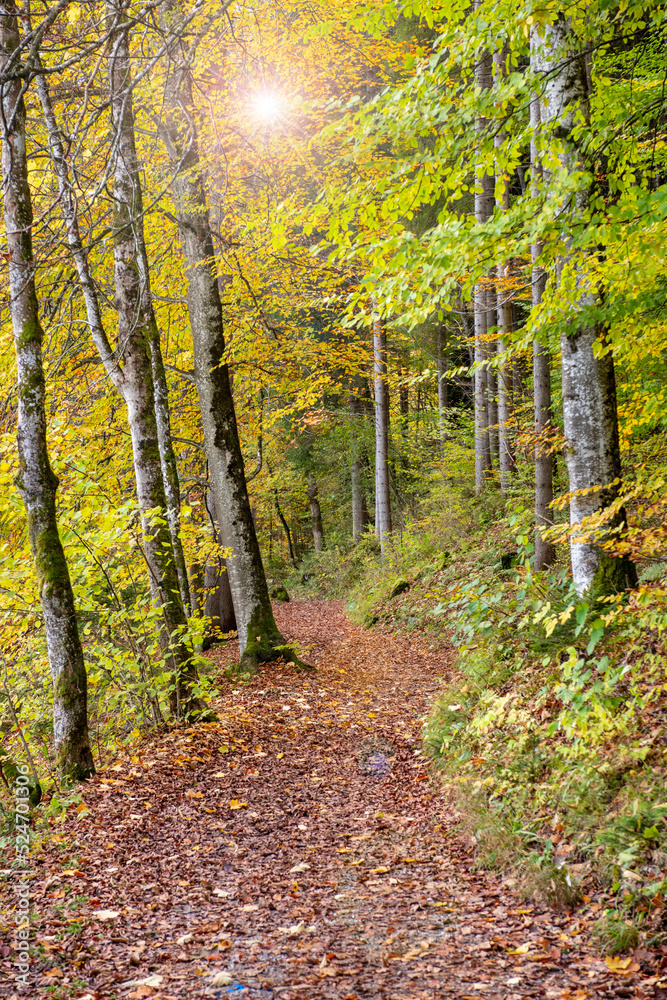 footpath through forest at autumn