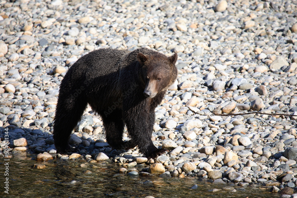 Graubär / Grizzly bear/ Ursus arctos horibilis Graubär / Grizzly bear/ Ursus arctos horibilis