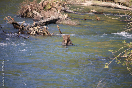 Graub  r   Grizzly bear  Ursus arctos horibilis