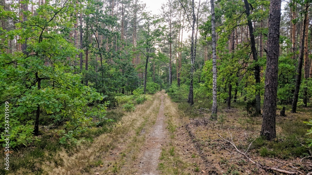 Road in the forest