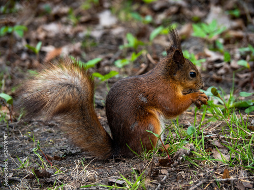 Small orange fluffy squirell sitting in front of camera