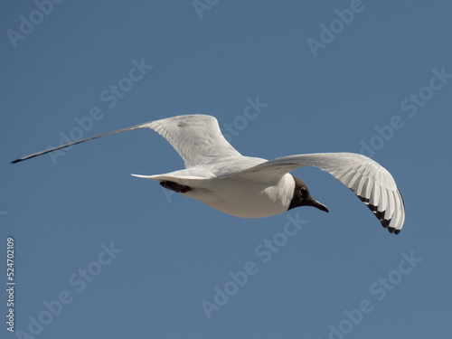 Seagul with spread feathers flying in the sky shot