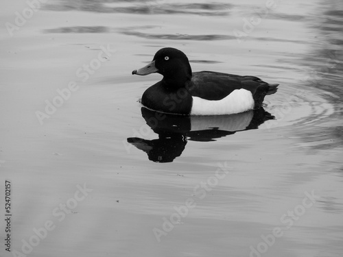 Crested duck female in the pond with yellow eye