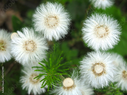 mother-and-stepmother (tussilago Asteraceae) blooms and turns into fluffy seeds © Lumatis