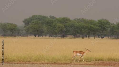 wide shot of blackbuck or antilope cervicapra walking in natural scenic landscape background at grassland habitat of velavadar national park gujrat india asia photo