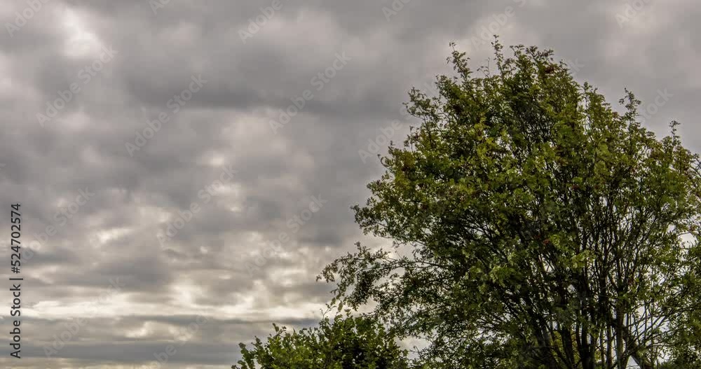 Timelapse of skies seen from above, together with a large tree Timelapse of skies seen from above, together with a large tree