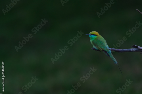 Asian/Indian little green bee eater ( Merops orientalis) perched on a branch © Anirban