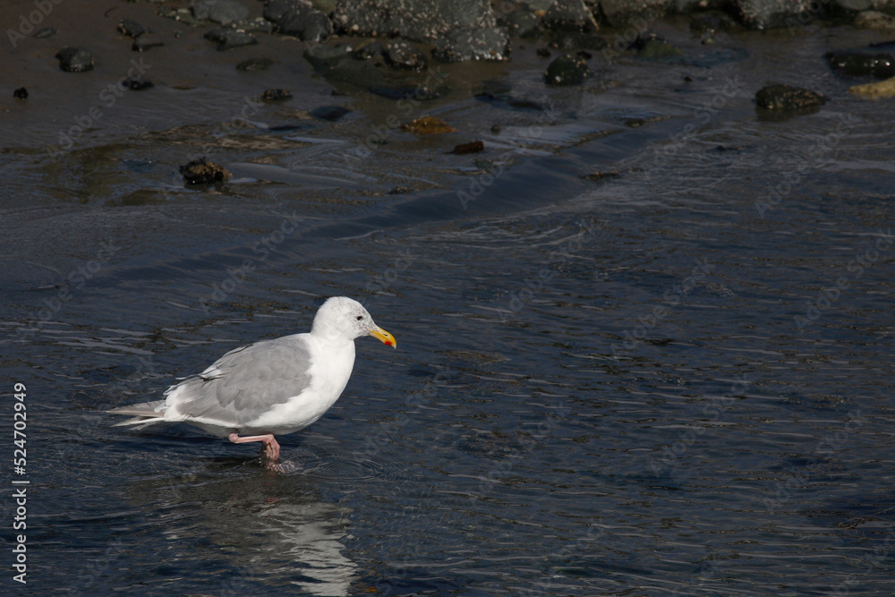 Westmöwe / Western gull / Larus occidentalis Westmöwe / Western gull / Larus occidentalis