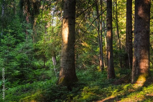 Fototapeta sosna lato las słońce bezdroża