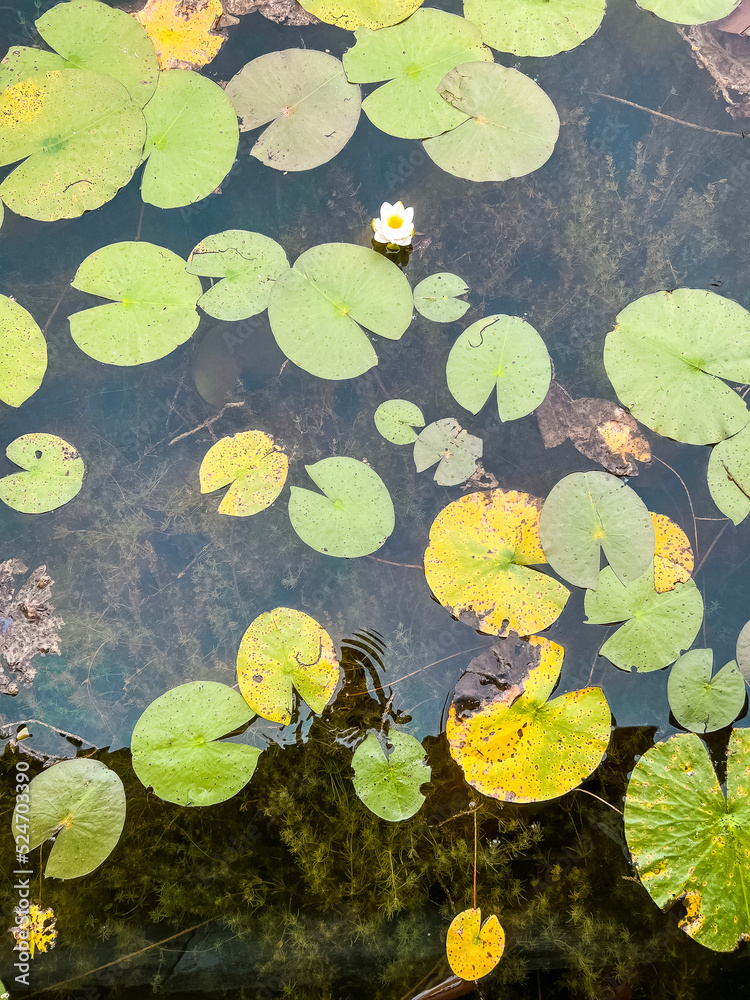 Looking down over a group of bright green and yellow Lily Pads resting ...